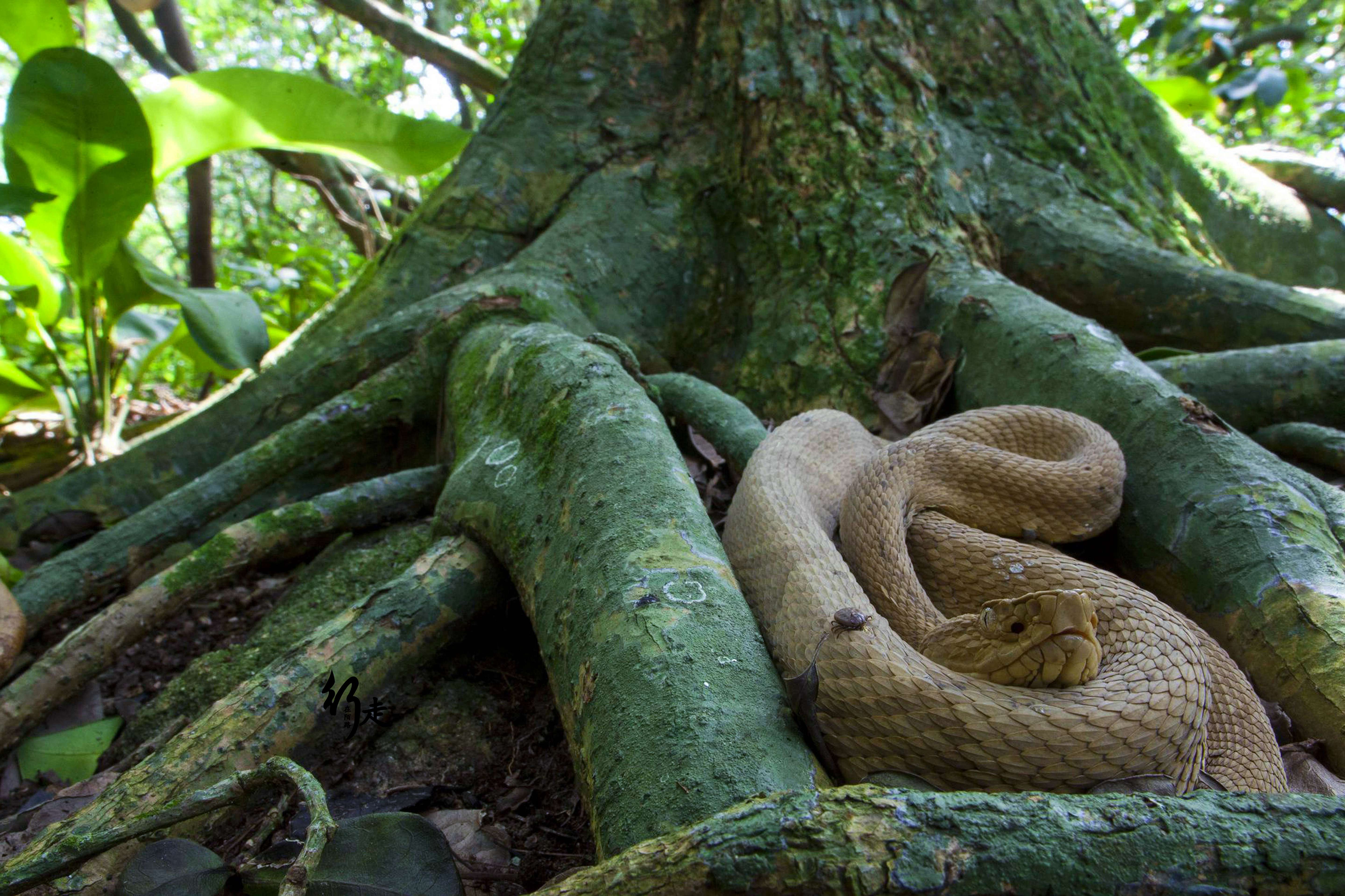 在2012年之前,没有任何有关蛇岛与动植物的统计数据,但巴西生物学家却