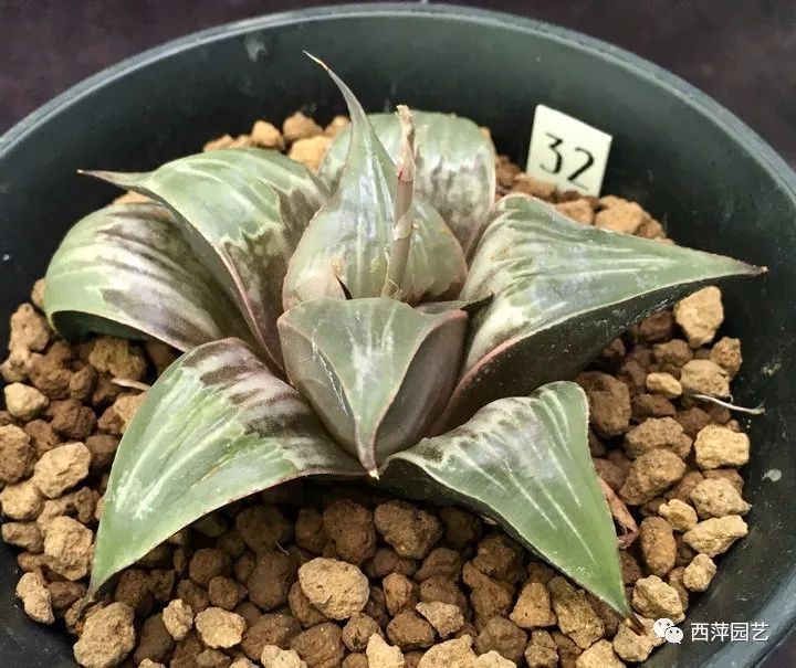 寿-磨面寿锦万象-白象(实生)寿-巴迪亚(实生)(输入)玉扇锦扫码联系