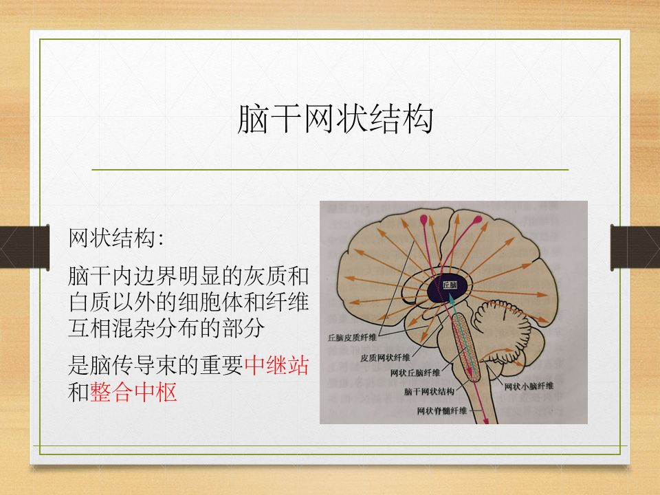 脑干网状结构示意图图片