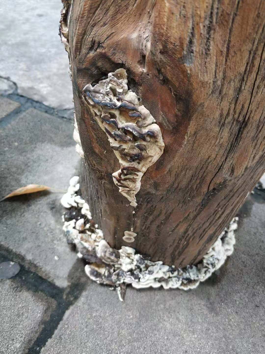惊讶路边停车场的木桩居然长出菌来了