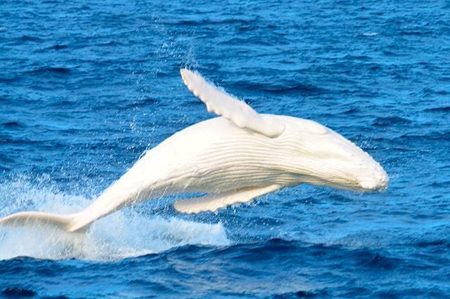 原创一组罕见的趣图世界上唯一的一头白化座头鲸袖珍马及白乌鸦