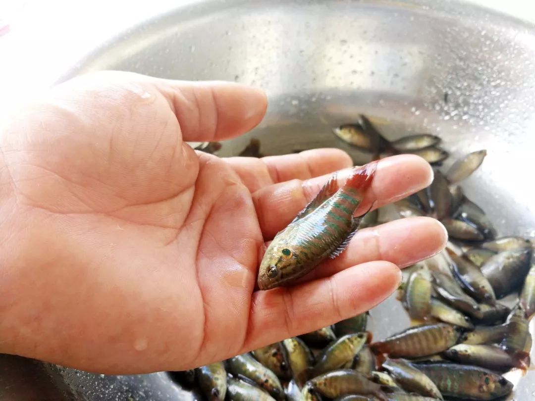 鳑鲏婆变身网红他说要在博罗打造中国斗鱼饲养专业村