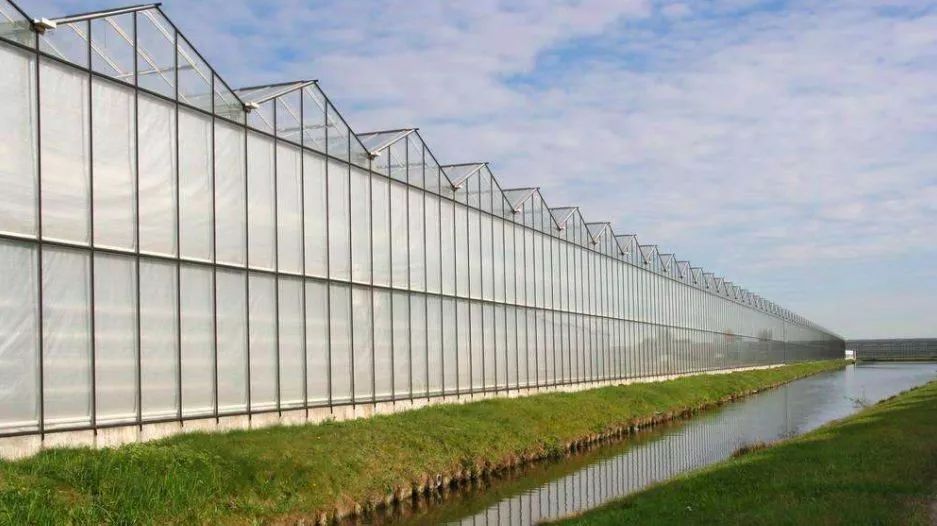 探秘荷兰玻璃温室栽培看看人家是怎么种菜的