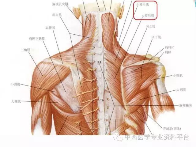 筋膜连接系统解剖—【旋转身体,保持平衡的筋膜连接】