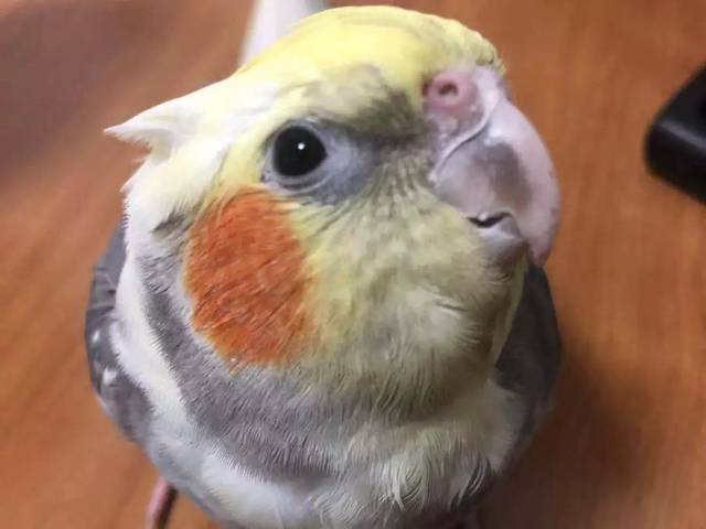 金穗微电台你有一份腮红鸡饲养指南请查收哟