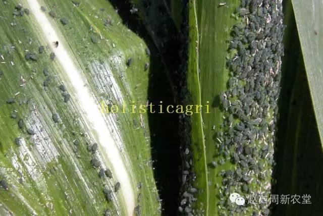 的叶片图36,叶片背面的红蜘蛛图37,放大以后的红蜘蛛十一,玉米螟图