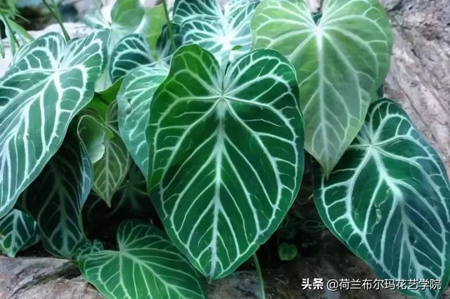 花艺师必知叶材大全