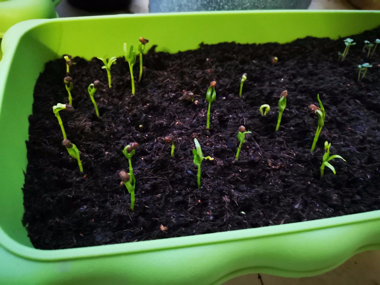 原创买来的蔬菜种子不用三天就能生根发芽准备一些纸巾就能培育