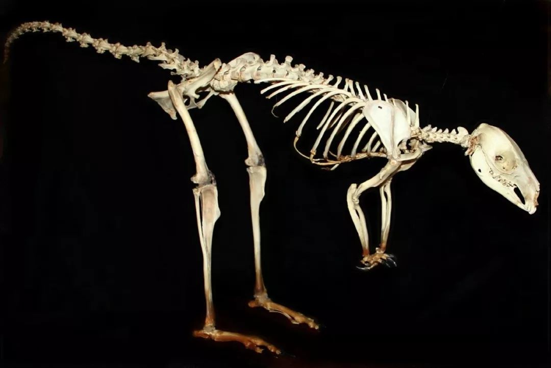 来看一些动物的骨头估计你没见过