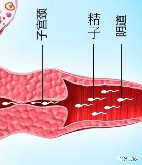 宮頸位置也會影響好孕(有圖)_子宮