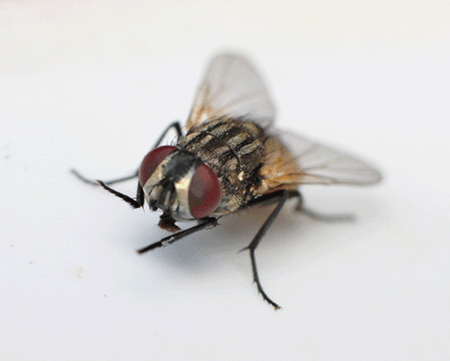 苍蝇搓脚动图图片
