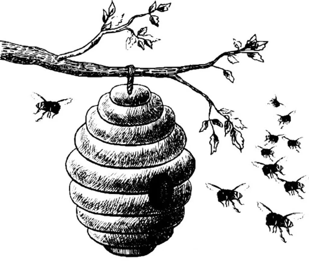 小蜜蜂简笔画蜂巢图片