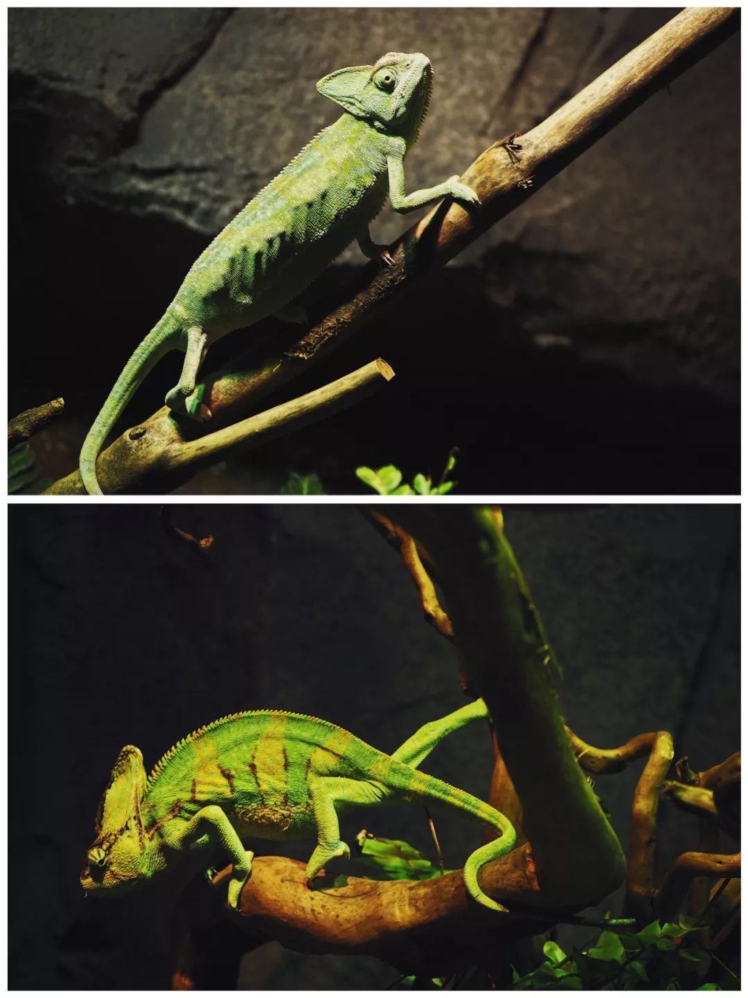 你能遇到"伪装小能手"变色龙~此时绿油油的它就根据周边的绿叶变色了