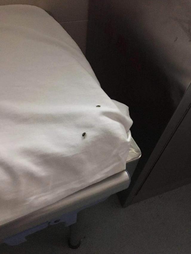 番禺病床上有许多虫子爬行掀开床单一看都是小强番禺这家医院回应了