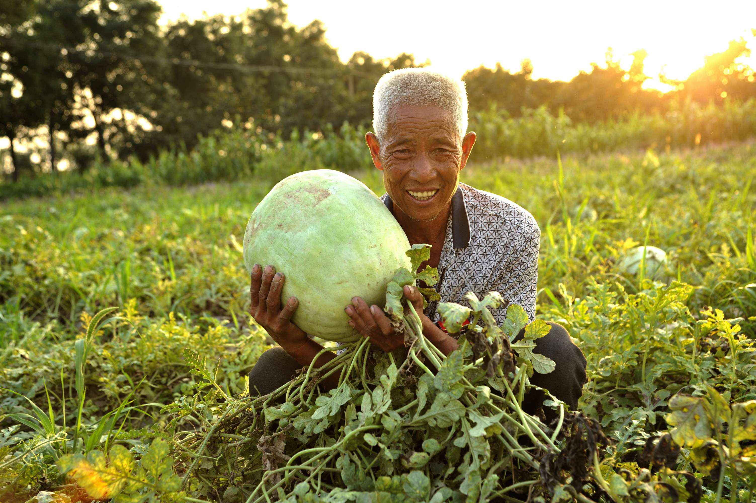原创山西万荣三白瓜农老袁的十二时辰