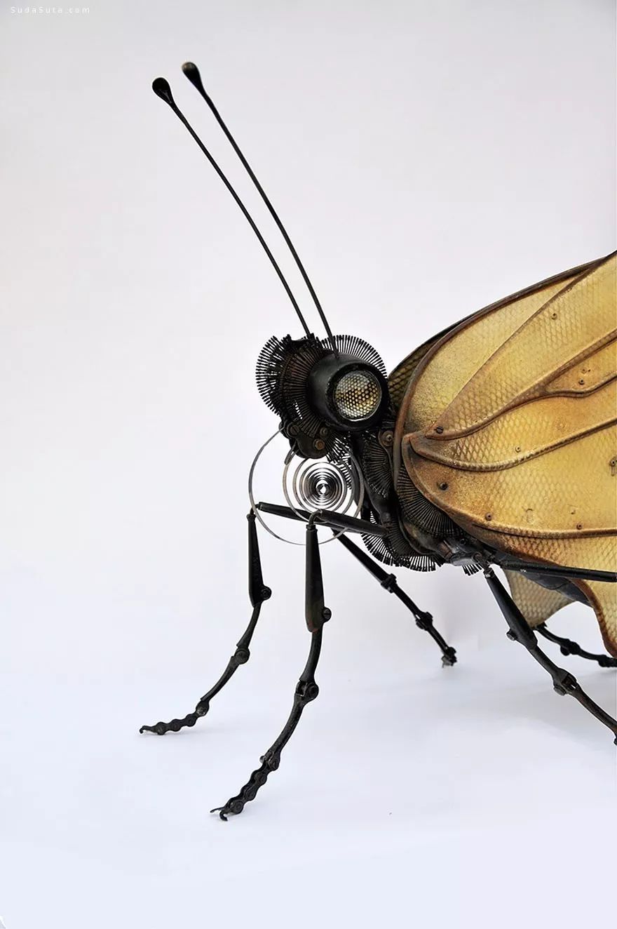 蜘蛛艺术品大赞