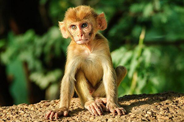 秘鲁发现远古猴子新品种,距今1800万年前只有仓鼠大小
