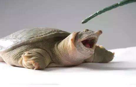 原创搞笑gif动图不是说王八只要咬住了就会不松口的吗玩呢