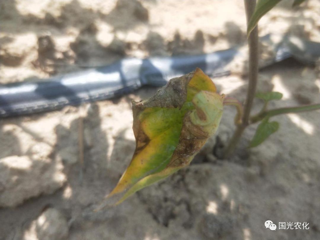 技术山药叶片起斑斑教你如何祛斑