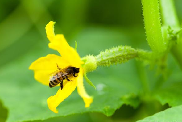 黄瓜为什么只开雄花无雌花掌握这几点调控措施多开雌花多结瓜