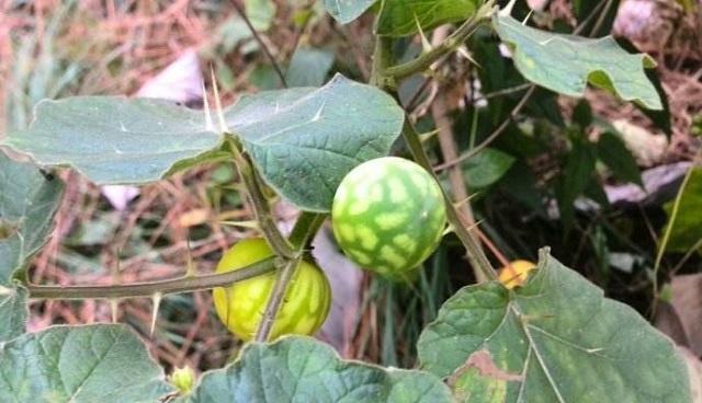 第三种:老虎芋老虎芋是一种芋科植物,它主要生长在南方地区,在农村的