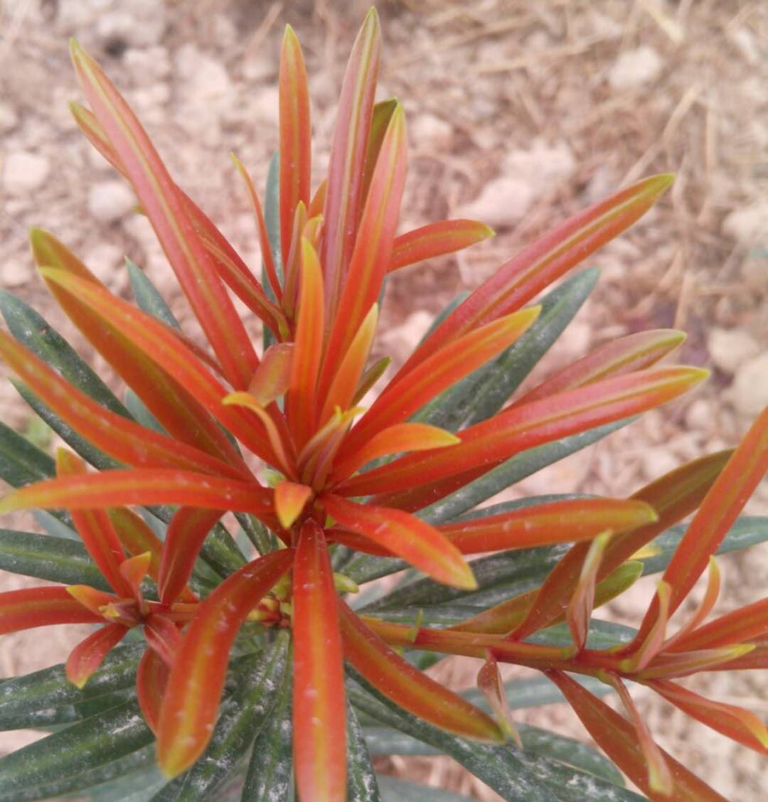 四季紅芽海島羅漢松