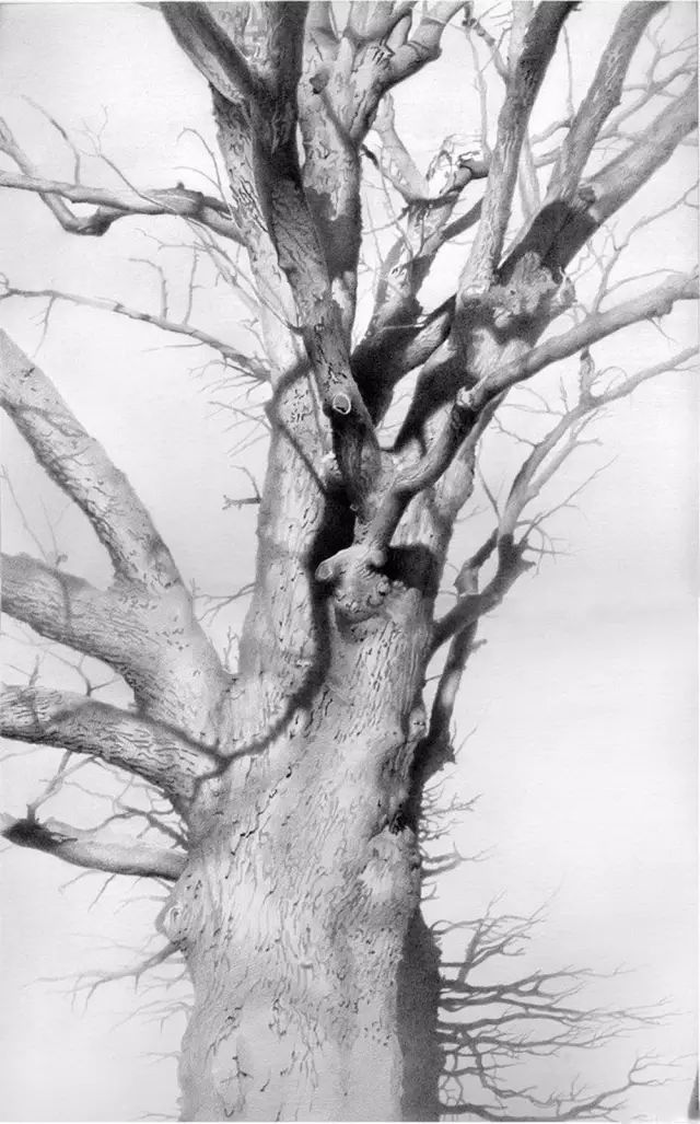 一起来看看他用黑白素描塑造出的优雅写实但他最喜欢的是铅笔画他的