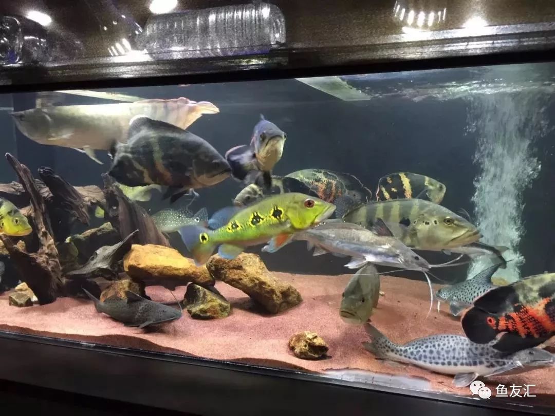 混养教科书24样不同品种鱼类大集合
