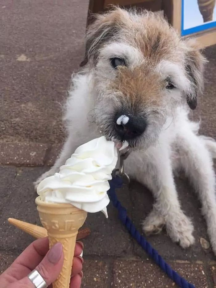 她会带狗狗去吃平时几乎吃不到的冰淇淋和牛排.