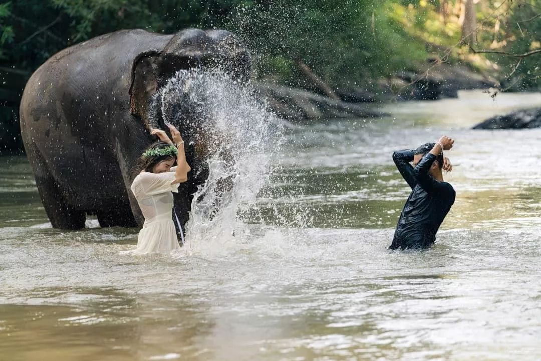 全球唯一人类和大象共住的民宿,拯救12只大象后,她收到了染血的信