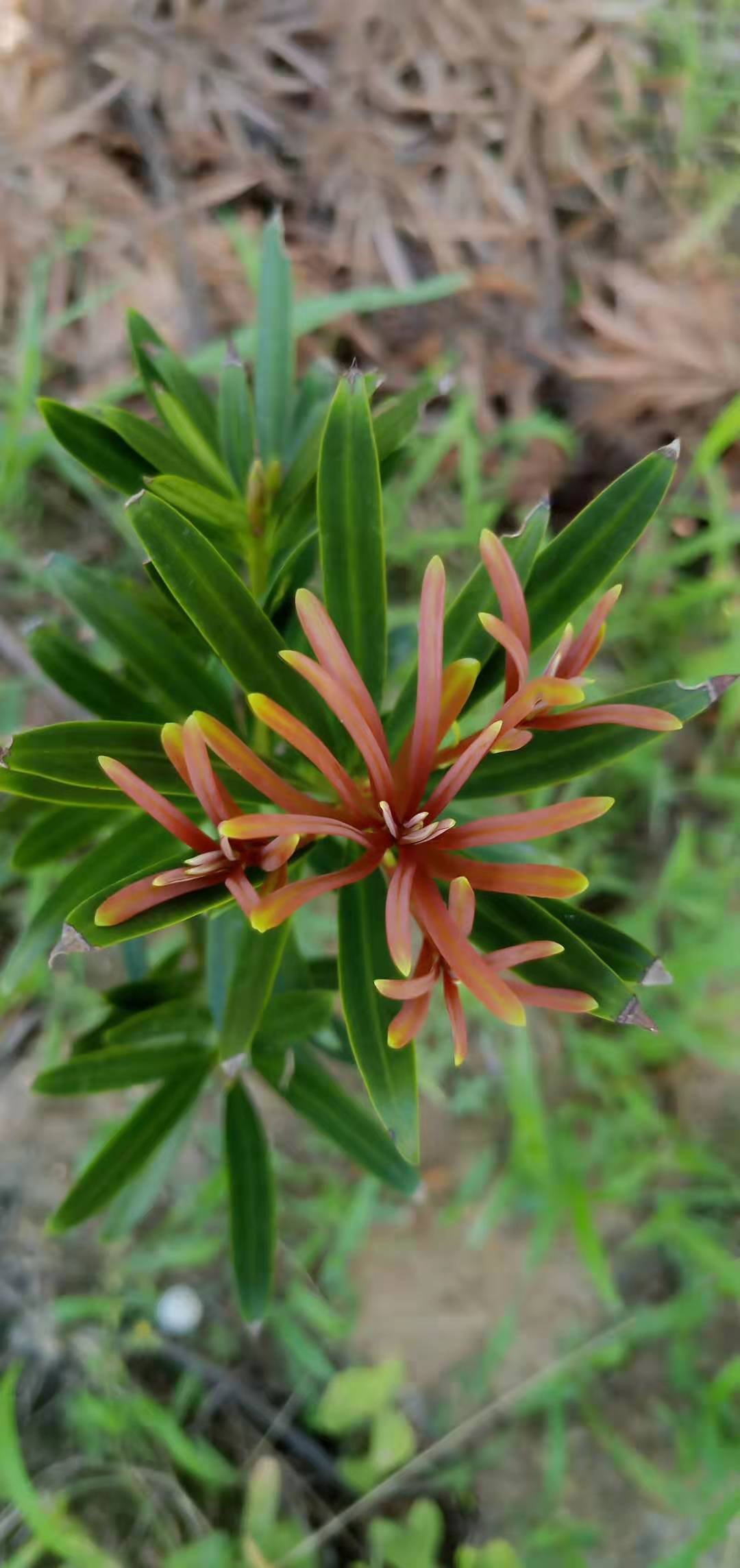 四季红芽海岛罗汉松