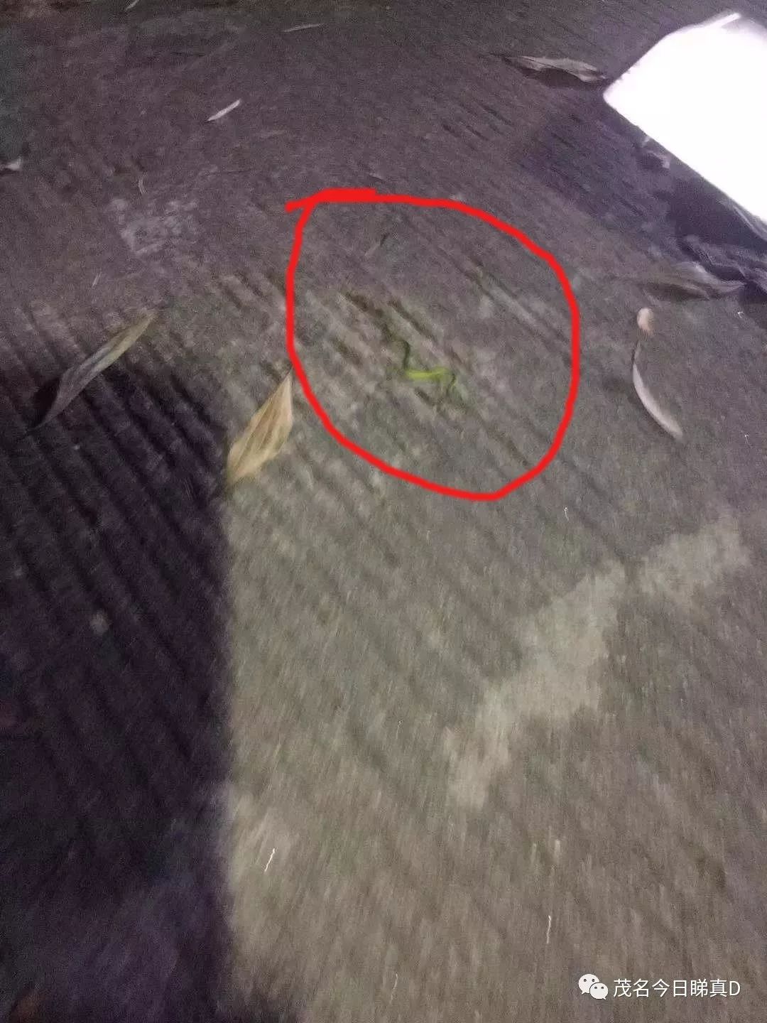 有网友报料,大前天晚上八九点有人在玉都公园爬山的时候被青竹蛇咬到