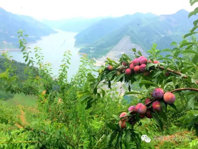 头条|天峨—广西私藏的绝美山城,万亩李子等你来摘