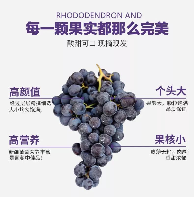 馋哭了丨镜头直击苏州夏黑葡萄原产地!看着它从枝头甜到你舌尖!_甜度