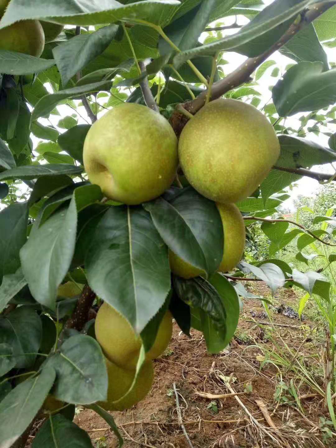 翠冠梨樹苗特點早熟翠冠梨樹苗品種特性