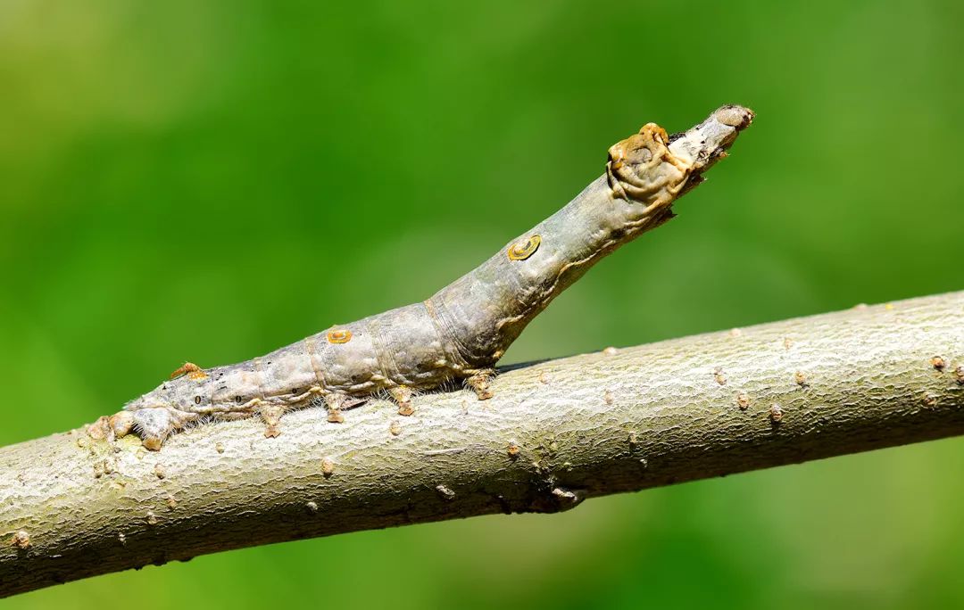 种植桑树有时会有意外惊喜——桑野蚕.