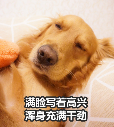 我的鸡丢了你看见了吗