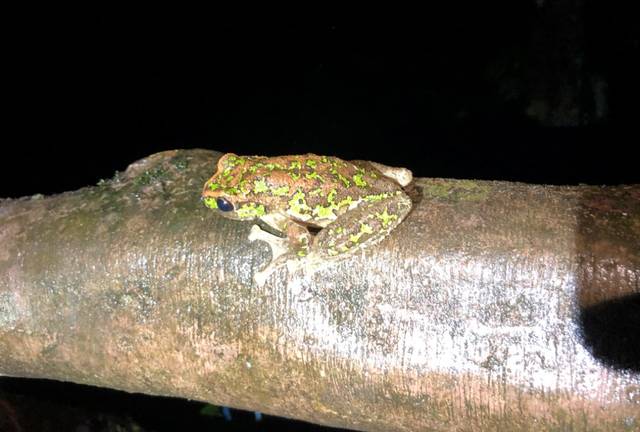 而在第二天的夜里,同学们的行程,是寻找峨眉仙琴蛙