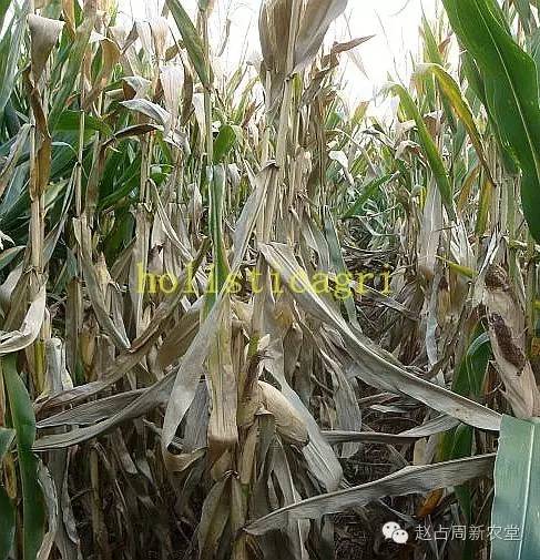 图18,细菌性茎枯病图17,细菌性茎枯病图16,节壶菌茎枯病图15,腐霉菌茎