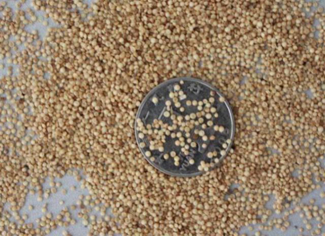 它的蛋白质含量堪比牛奶,人称"天仙米",如今50元一斤成抢手货