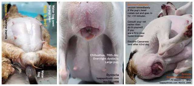 狗狗难产怎么办,资深专家来解难_胎儿