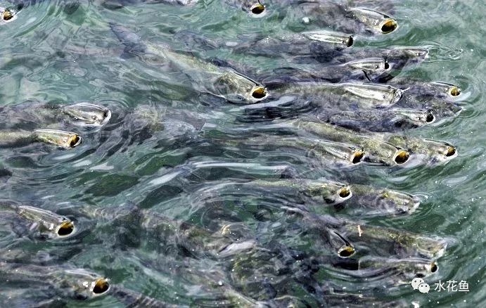 缺氧死鱼是定时炸弹但又猝不及防养殖户如何正确应对