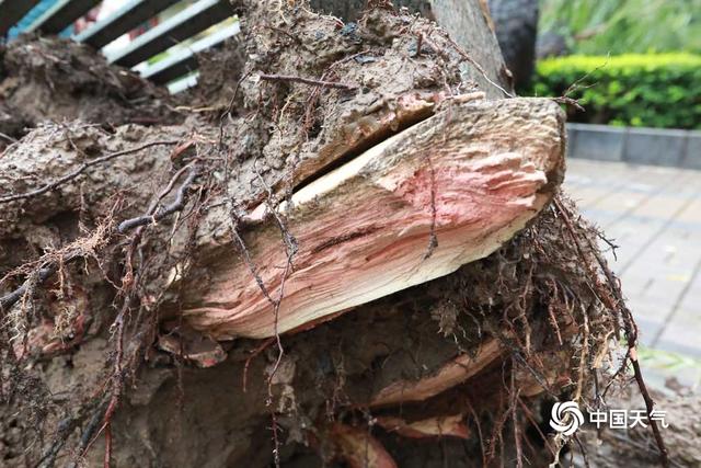 强对流天气来袭 山西太原瞬间风力7级大树被连根拔起