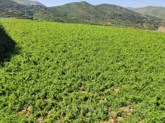 品种追踪2019年党参生长情况调查