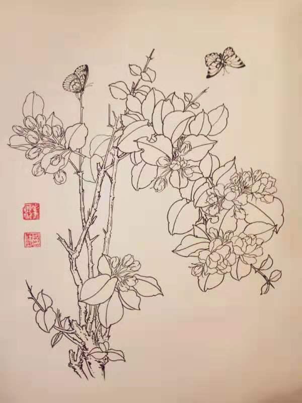 再來一波葉志軍先生的鋼筆白描花卉想必你會喜歡吧