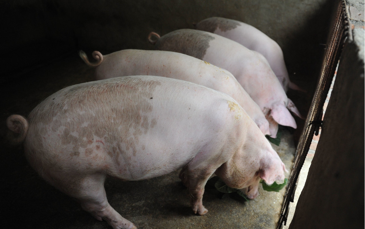 养猪人必须知道的关于对非洲猪瘟的认识