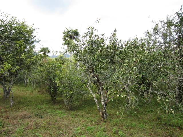 景谷丨古老的白茶品种——秧塔大白茶_茶树