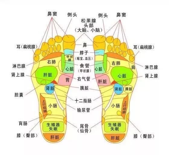 脚掌对应内脏器官图图片