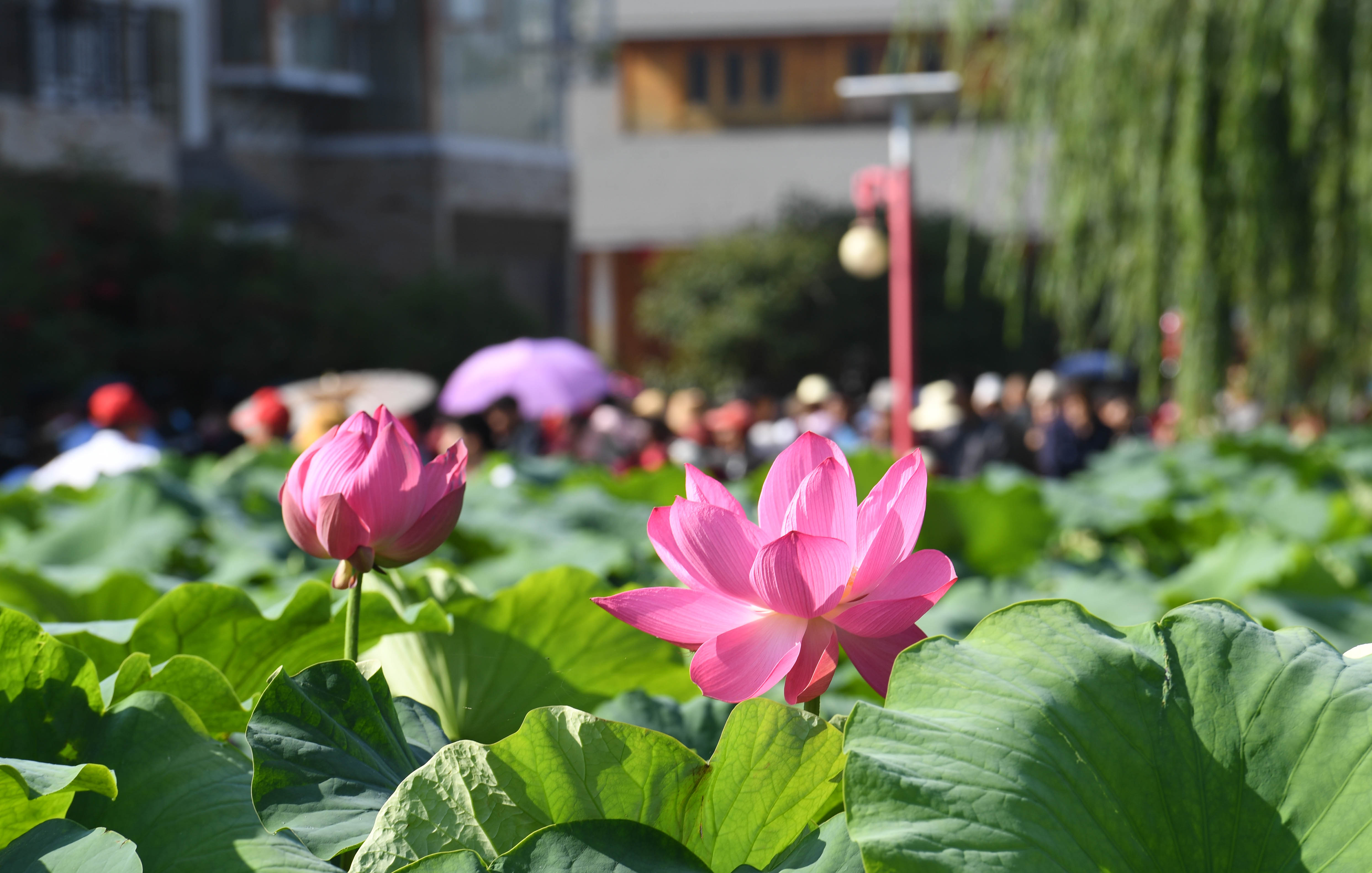 当日,以"千年古镇·荷韵光禄"为主题的云南姚安2019荷花节在云南省