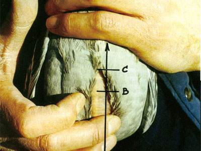 鸽子耻骨位置图片公母图片